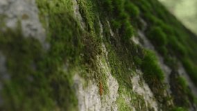 Close-up of green moss on stone. Creative. Beautiful green moss grows on stone. Green moss on rock or tree in forest on sunny summer day - Powered by Shutterstock - Get 15% off with code: PIKWIZARD15