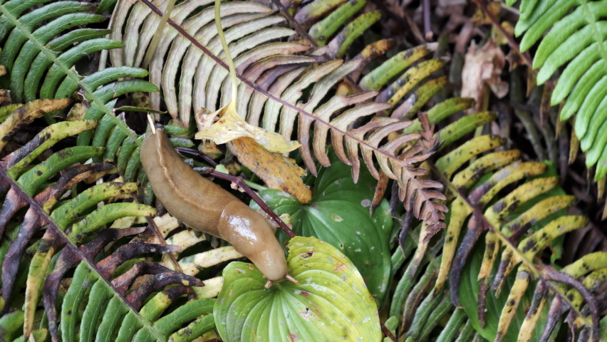 Yellow Pacific Banana Slug Mollusk Crawls on Green Brown Fern Folliage Royalty-Free Stock Footage #1097928125