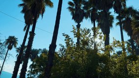palm tree , 360 degree palm tree video shooting, palm trees