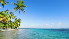 Bright green palm trees on the beach of the sea island of the Canary archipelago. Atlantic ocean waves on white sand. Travel background. Cote d'Azur of a tropical island. Paradise corner of the planet