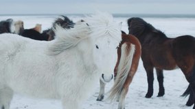 White Horse in Iceland Video