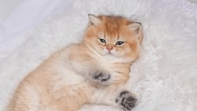 cute little fluffy kitten is lying on a fur blanket, 