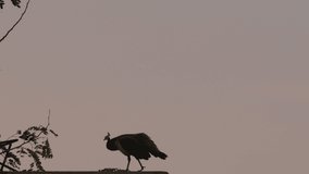 Close-up video footage of peahen walking on the wall at sunrise