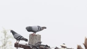 Close-up video footage of Two pigeons flying from the pillar
