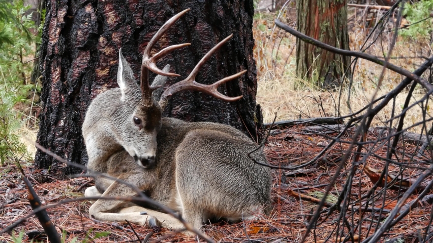Wild deer with antlers or horns portrait by tree, animal in Yosemite valley forest, California wildlife fauna, USA. Buck face or stag head, big eyes. Wilderness or woodland. Cervus in natural habitat.