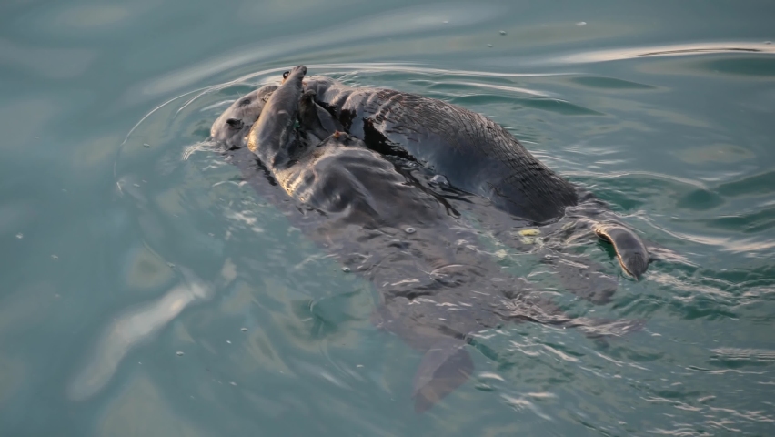 Cute furry sea otter family, two marine mammal, adorable cuddly wild aquatic animal swimming in ocean water, California coast wildlife, USA fauna. Funny small paws or hands. Couple or pair eating. | Shutterstock HD Video #1097946303