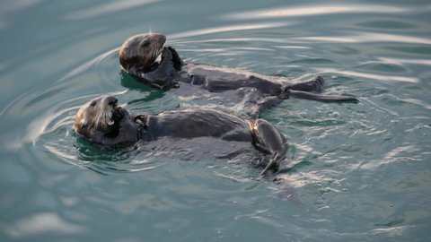 Cute furry sea otter family, two marine mammal, adorable cuddly wild aquatic animal swimming in ocean water, California coast wildlife, USA fauna. Funny small paws or hands. Couple or pair eating. - Βίντεο στοκ