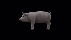 Pig Eat View From Side, Full HD 1920×1080.12 Second Long, Transparent Alpha videos.LOOP.