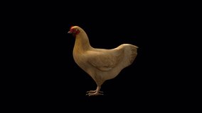 Chicken Idle View From Side, Animation.Full HD 1920×1080. 15 Second Long.Transparent Alpha Video. LOOP.