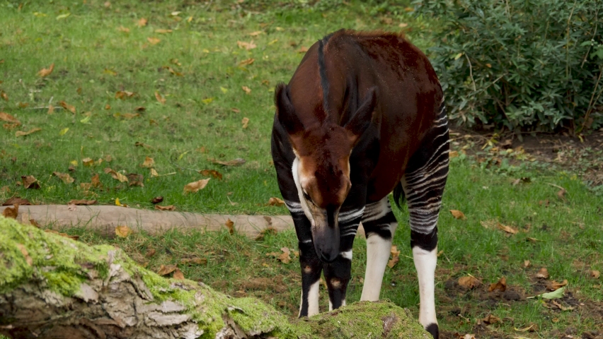 Okapi head close up standing on a meadow
