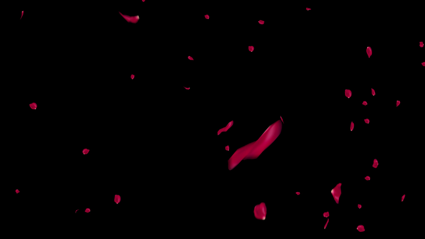 Highly detailed 24 FPS 4k falling rose petals  Include alpha channel 
 can be used in various things:visual effects, motion graphics, logo reveals, etc | Shutterstock HD Video #1097950763
