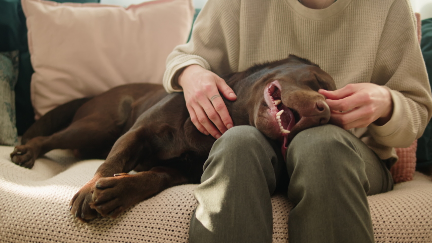 Brown dog close-up. Woman petting dark retriever lying on sofa in living room, obedient labrador posing. Happy domestic animal concept, best friends, puppy relaxing at home, breathing with tongue out.