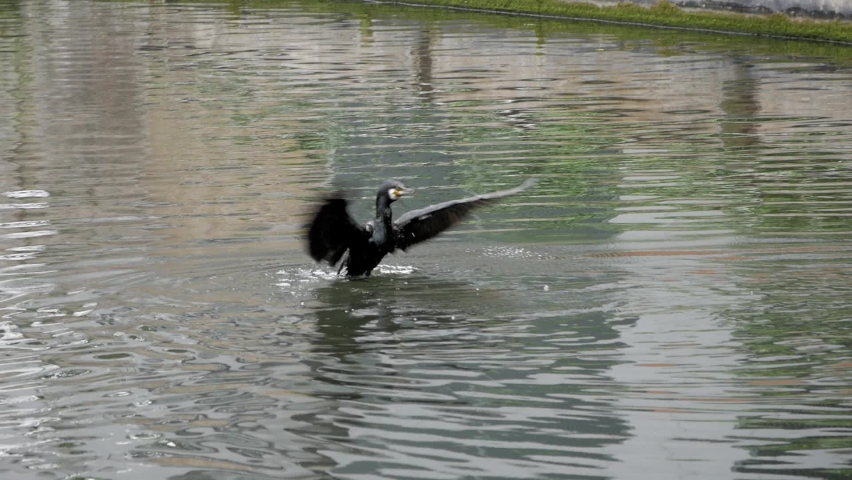 Cormorant floating raises flapping wings forward to remove water from feathers. Shakes head, open wings and starts to flap wings strongly as it moves forward and takeoff flight. Regent canal, London. Royalty-Free Stock Footage #1097958745