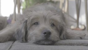 Video footage of cute mixed breed dog is lying on the ground and looking on the right and left side