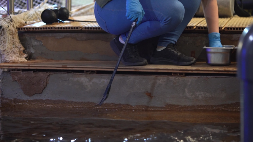 Veterinarian Woman Feeding Fish to Shark In Aquarium, Animal Wellcare