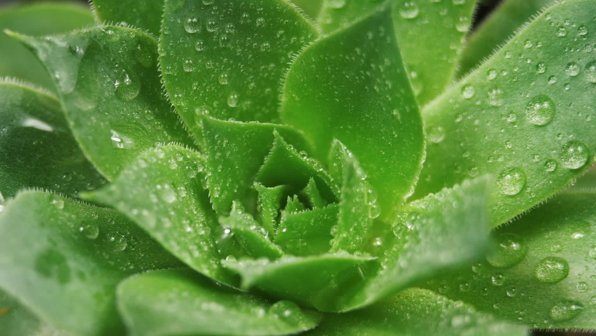 Sempervivum Succulent Rotating Video. Houseleeks Background. Top View Close up Shot of Houseplant with Water Dew. Fibonacci Golden Ratio Concept Royalty-Free Stock Footage #1097971961