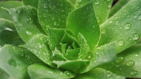 Sempervivum Succulent Rotating Video. Houseleeks Background. Top View Close up Shot of Houseplant with Water Dew. Fibonacci Golden Ratio Concept - Powered by Shutterstock - Get 15% off with code: PIKWIZARD15