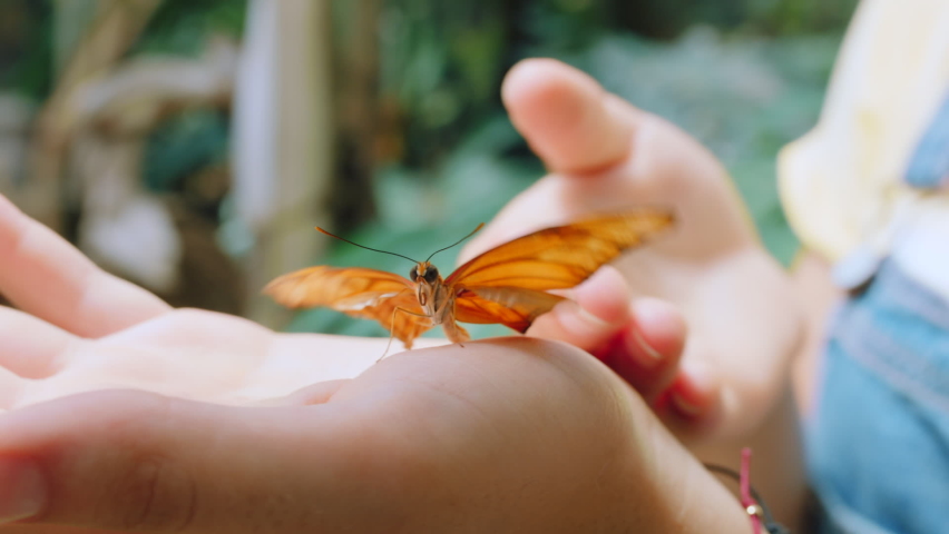 Hand, butterfly and kids with a girl holding an insect outdoor in her garden, backyard or park during spring. Nature, wildlife and children with a female child looking ay a flying bug outside