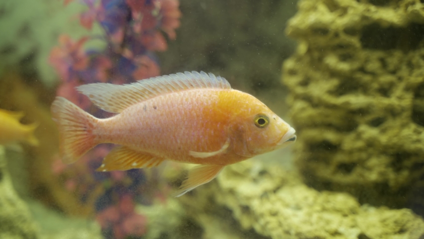 Aulonocara in the aquarium close-up. Aquarium fish. | Shutterstock HD Video #1097975929
