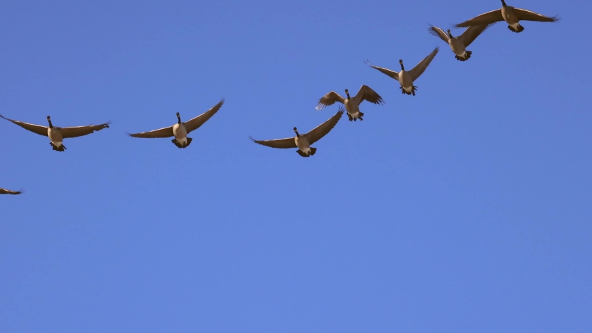 Flock of Canada geese in flight, close-up, slow motion, isolated on blue sky background.
