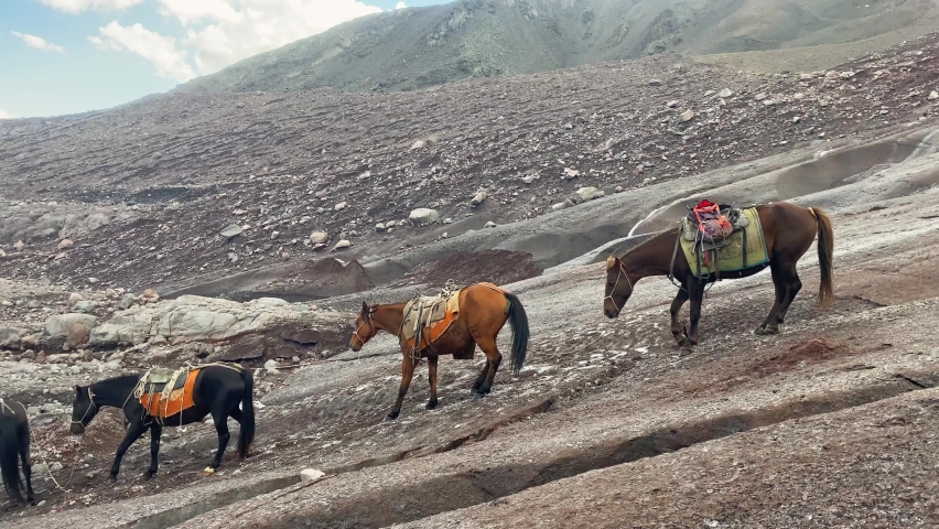 Three horses descent downhill on icy gergeti glacier in KAzbegi national park. Climb KAzbek mountain peak. Horses carry bags to camp helping climbers. Extreme conditions animals
