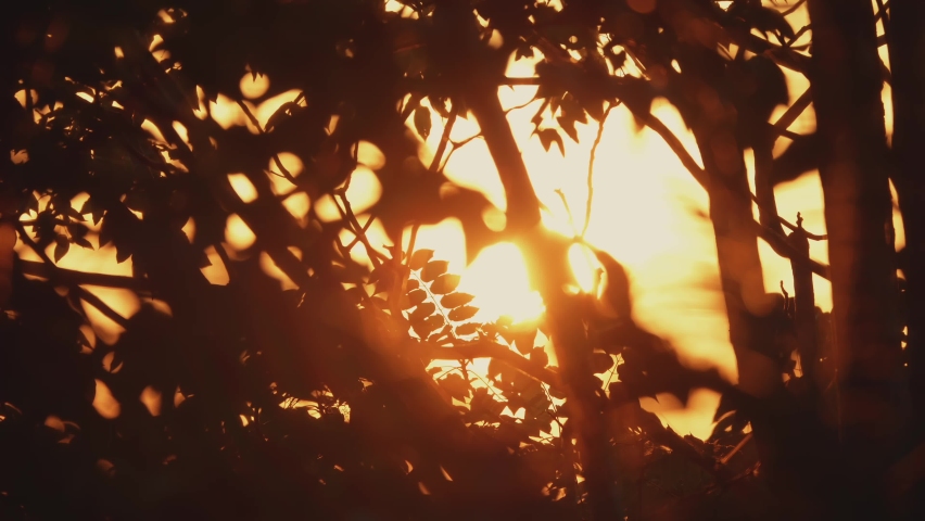 Artistic design of a tropical leaves slowly mooving at sunset flooded with orange sun. Videoart scene of picturesque decor.