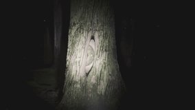A giant monster eye staring from a tree hollow. Scary dark forest handheld POV camera footage. Cinematic Halloween 3D animation. - Powered by Shutterstock - Get 15% off with code: PIKWIZARD15