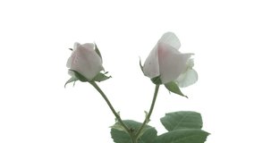 Roses bloom in time lapse. Delicate roses bloom on a white background. Gentle light floral background. Blurred background. Timelapse. - Powered by Shutterstock - Get 15% off with code: PIKWIZARD15