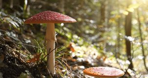 Huge fly agarics Amanita muscaria grows in the forest in Carpathian mountains, western Ukraine. Cinema 4K 60fps video