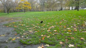 Shot of black crow walking on the grass before flying away in a park. Crow peck at something in a grass on an autumn day.
