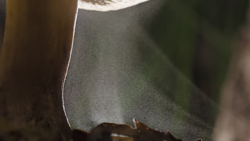 close up shot of a boletus mushroom releasing its spores