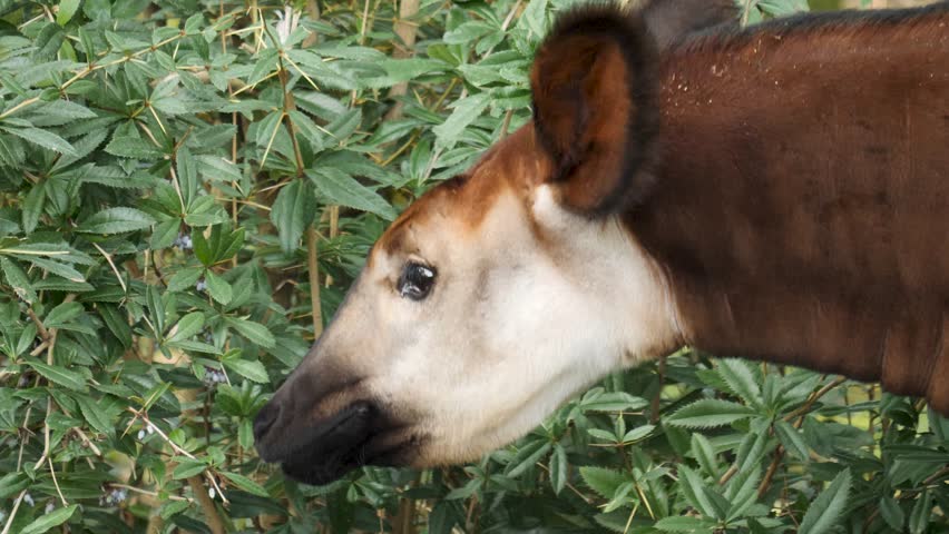 Okapi head close up standing on a meadow
