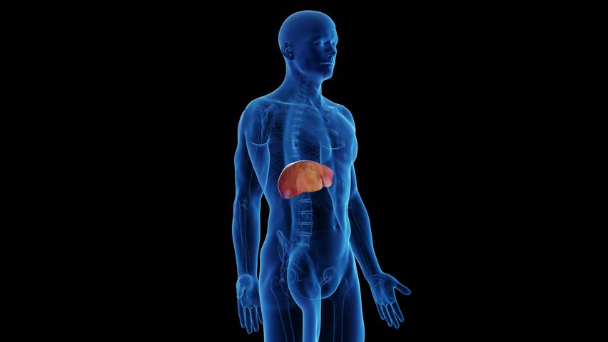 3D rendered medical animation of male anatomy - transformation of a healthy liver to a fatty liver. plain black background Royalty-Free Stock Footage #1098003295