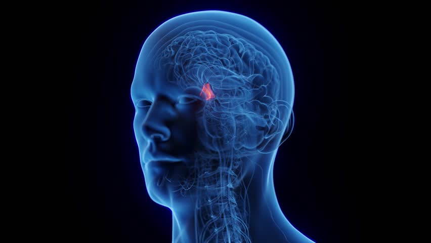 3D rendered medical animation of male anatomy - hypothalamus. plain black background