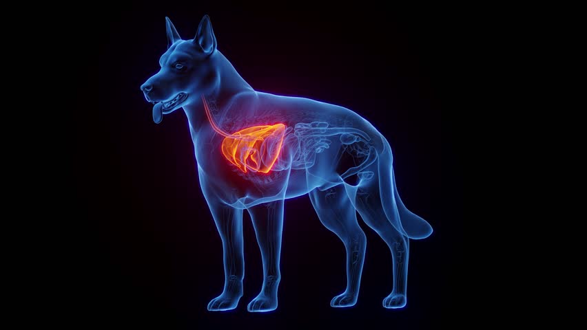 3D rendered medical animation of dog anatomy - the lungs. plain black background. Royalty-Free Stock Footage #1098003539