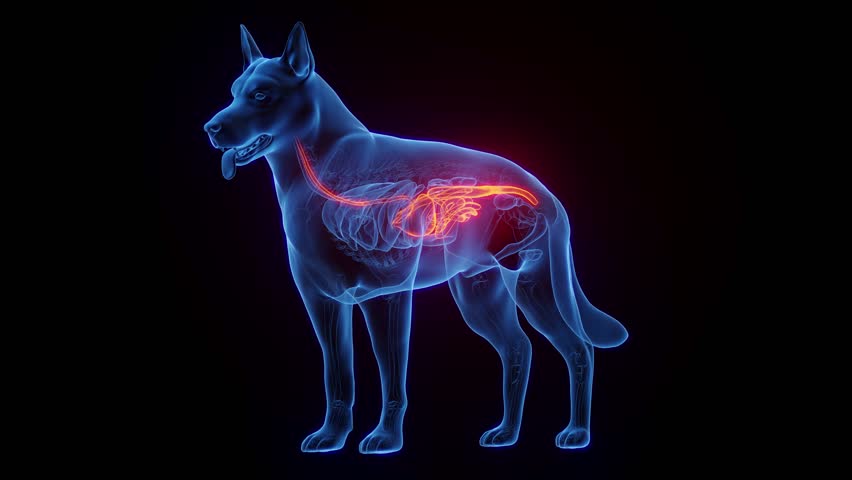 3D rendered medical animation of dog anatomy - the digestive system. plain black background. Royalty-Free Stock Footage #1098003569