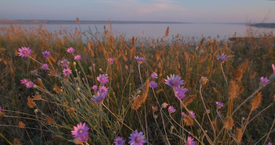 summer landscape with flowers and herbs