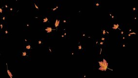 highly detailed 24 FPS 4k falling Yellow Leaves Autumn,Include alpha channel 
 can be used in various things:visual effects, motion graphics, logo reveals, etc - Powered by Shutterstock - Get 15% off with code: PIKWIZARD15