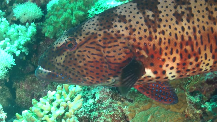 Big coral grouper on underwater reef super close up
