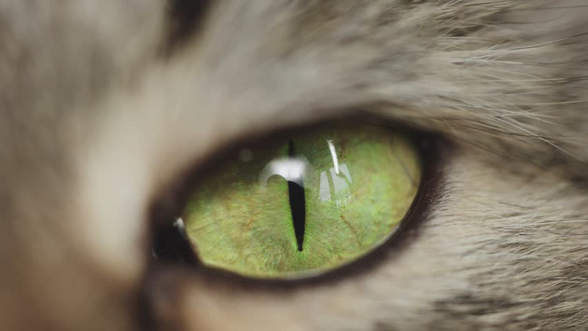 Macro photography of a cat