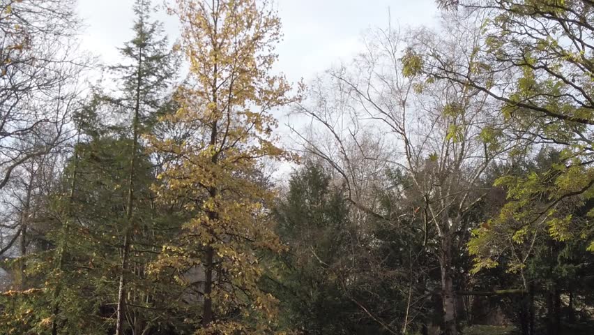 Regensburg, Germany: autumn leaves falling from the trees