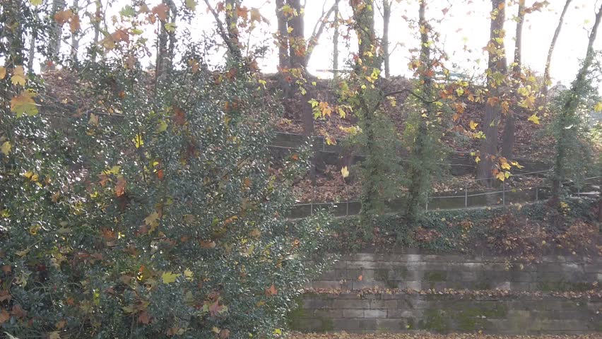 Regensburg, Germany: autumn leaves falling from the trees