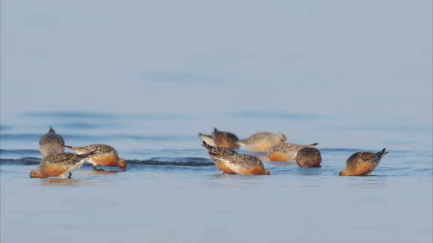 A flock of red knot summer plumage (sound on) Royalty-Free Stock Footage #1098028167