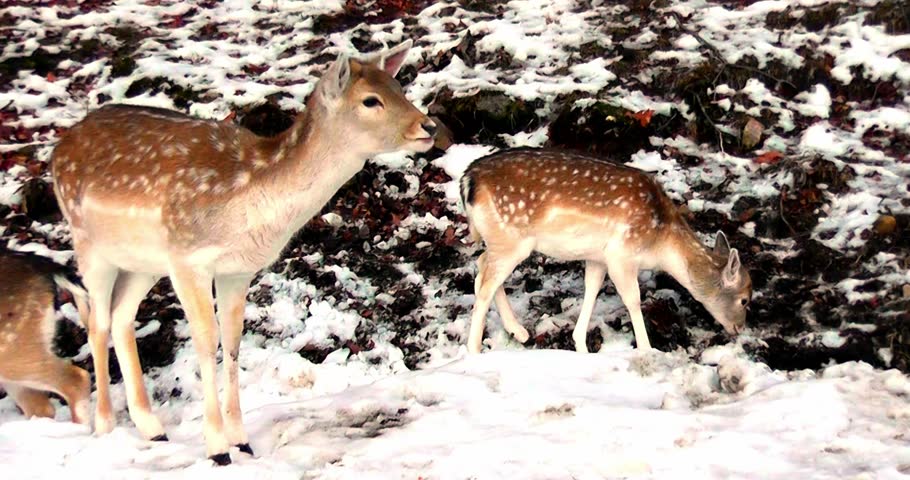 Small group of fallow deer eating in the snow in winter Royalty-Free Stock Footage #1098029747