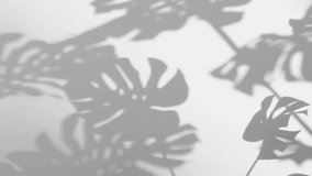 Shadow Monstera deliciosa leaf in wind blowing overlay on white surface texture wall background, house plant, black and white, summer concepts nature background, slow motion - Powered by Shutterstock - Get 15% off with code: PIKWIZARD15