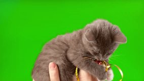 Small Cat Playing with Xmas Decorations Isolated on Green Screen Background. Christmas Cat. Gray Kitten Plays with Ball on Chroma Key. Kitty Preparing to Celebration. Funny Video. Festive New Year Pet
