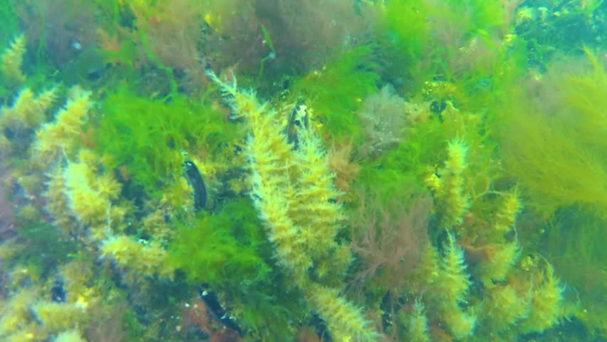 Obelia hydroid polyps and green algae on rocks at the bottom in the Black Sea Royalty-Free Stock Footage #1098034619