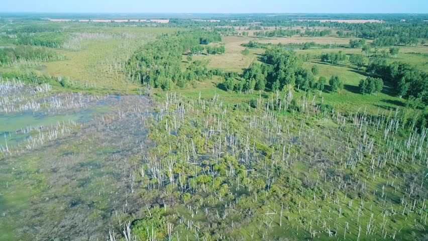 Aerial over swampy flooded birch forest on a bright sunny day