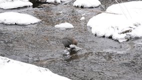 White-Throated dipper (Cinclus cinclus) on the river and finds something to eat.