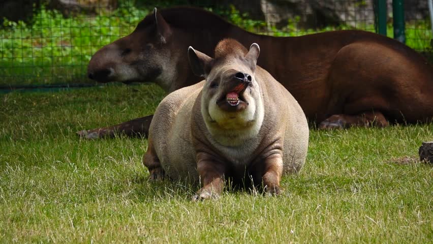 two lowland tapir (tapirus terrestris) lies on green grass and raises his  Royalty-Free Stock Footage #1098038783